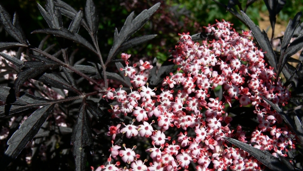 Bois des Moutiers (76) Juin 2012